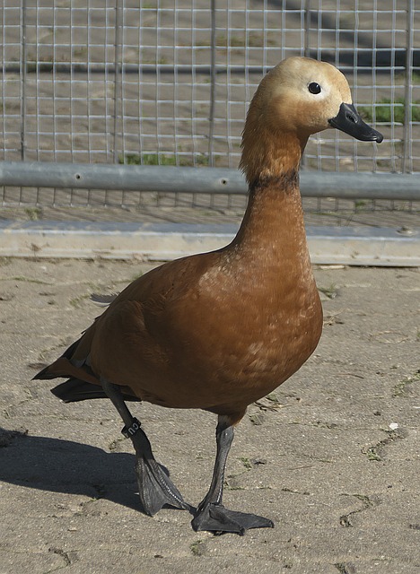 强强对决与